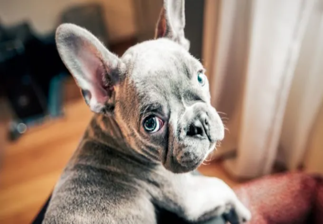 Veterinary Guide to Metabolic Alkalosis in Dogs (2025) 🐶⚠️