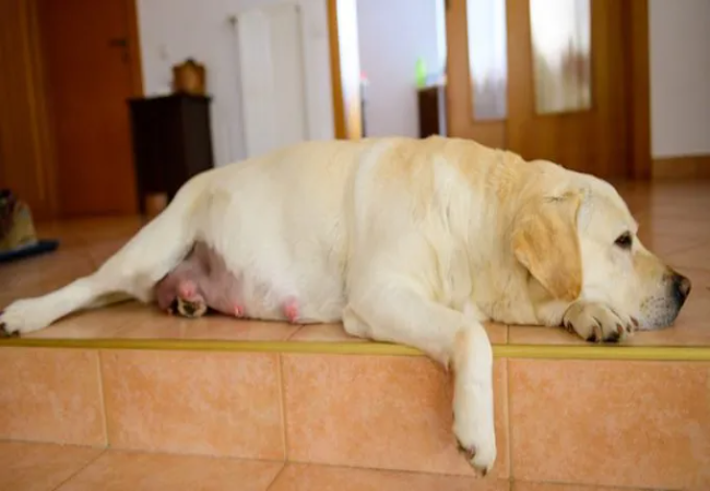 Veterinary Guide to Premature Labor in Dogs 2025 🐶🩺