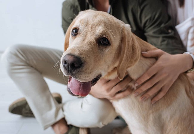 Veterinary Guide to Pulmonary Edema in Dogs (2025)🐶