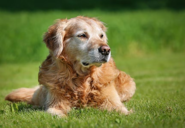 Veterinary Guide to Splenomegaly (Enlarged Spleen) in Dogs 2025 🐶🩺