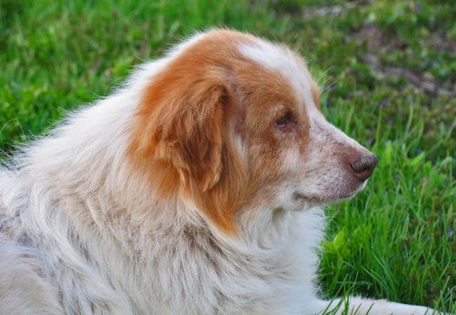 Veterinary Guide to Tracheal Hole & Airway Defects in Dogs 2025 🩺🐶