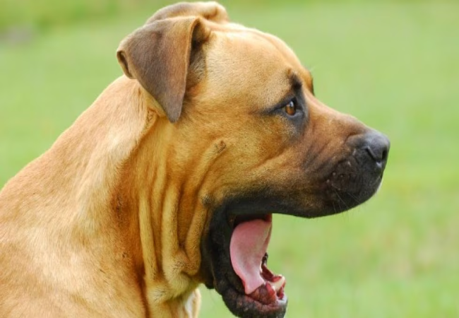 Veterinary Guide to Upper & Lower Jaw Fractures in Dogs (2025)🐶