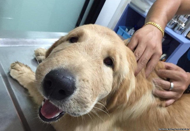 What To Do If Your Dog Is Stung by a Bee: Vet’s 2025 Guide 🐶🐝