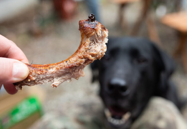 What to Do If Your Dog Ate a Chicken Bone: A Vet’s 2025 Guide ⚠️🐶