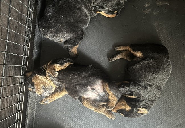 When Is a Dog Considered Senior Vets 2025 Guide to Aging and Care 🐾