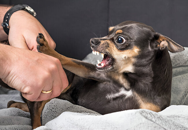 Why Are Some Dogs More Aggressive? Vet Insights 2025 🐶🔍