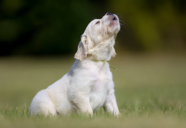 Why Do Dogs Bark? Vet Insights 2025 🐶🔊