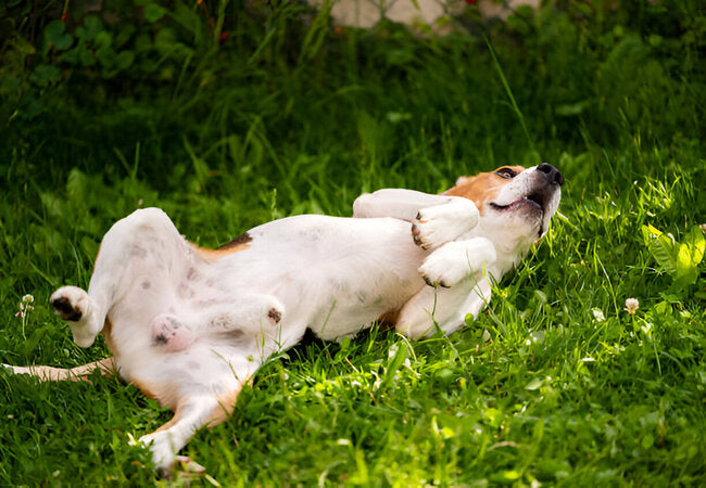 Why Do Dogs Roll in Poop? Vet Explanations 2025 ✅🐶💩