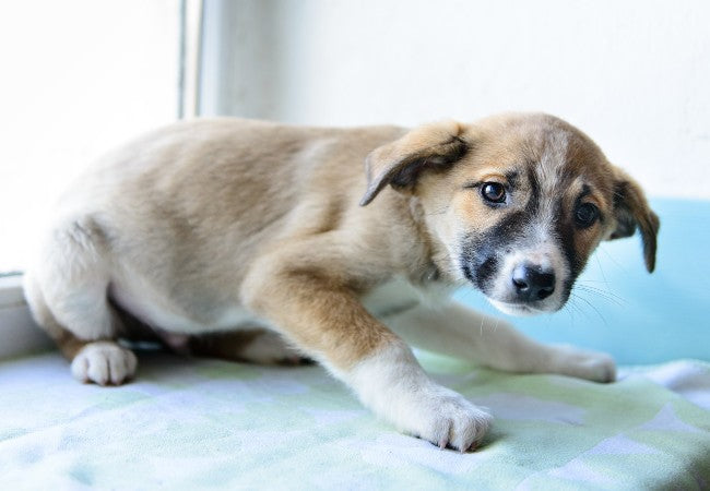 Why Do Dogs Shake? Vet‑Approved 2025 Insights & Responses🩺🐶