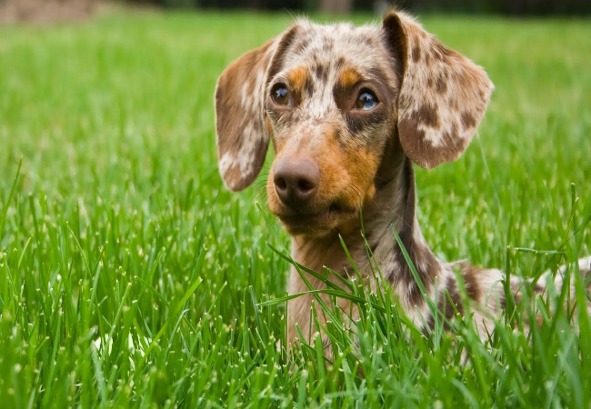 Why Dogs Eat Grass: Vet Approved Insights & Safe Guidelines for 2025 🌿🐾