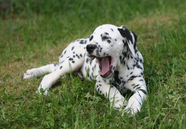 Why Dogs Yawn, Lick Lips & Shake Off: Vet Guide to Signals 🐶✨