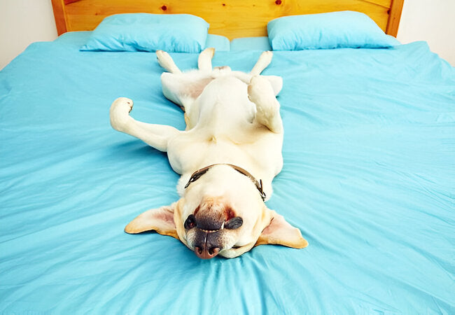 Why Dogs (and Puppies) Lose Sleep – Vet‑Approved Guide to Sleepless Nights in 2025 🐶🌙