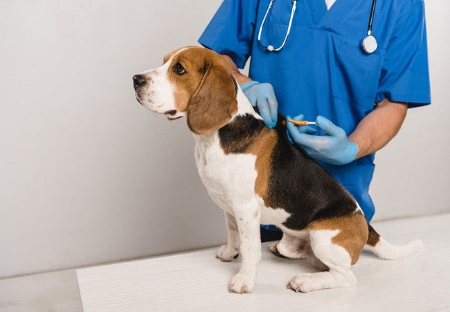 Why You Should Microchip Your Dog: Vet‑Approved 2025 Guide to Safety & Reunion🩺🐶