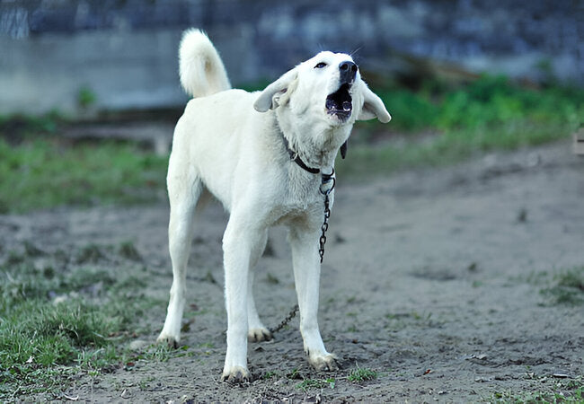 Why Your Dog Won’t Stop Barking in 2025 – Vet‑Approved Solutions 🐶🗣️