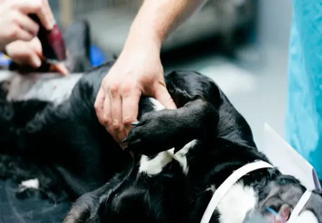 Xanthine Stones in Dogs: Veterinary Guide & Prevention 2025 🩺🐾