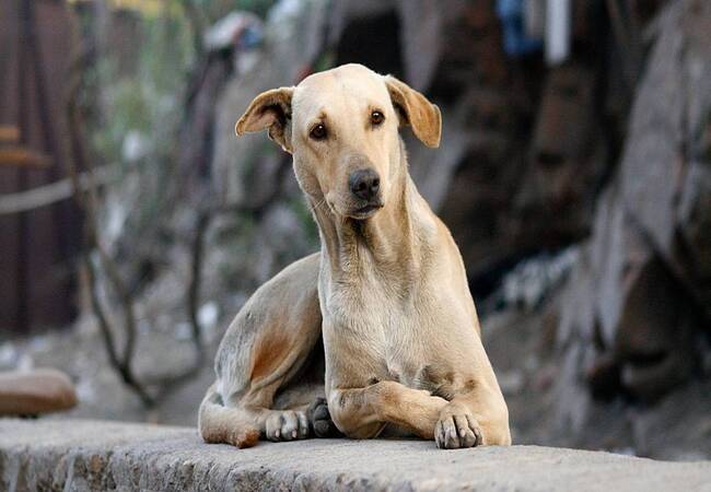 Zika Virus & Dogs: Veterinary Insight 2025 — What Owners Should Know 🩺🐾