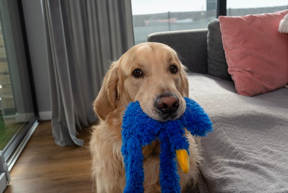 Happy golden retriever safely home