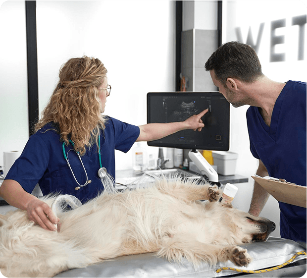 Two veterinarians reading an ultrasound scan beside a sedated dog in a clinic