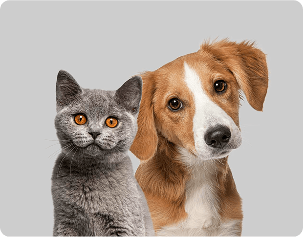 A grey kitten and a tan-and-white puppy side by side