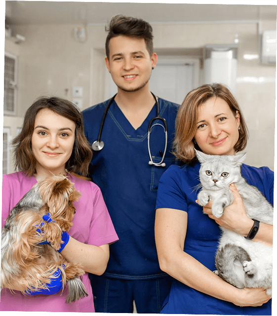 Three veterinary staff in scrubs holding a terrier and a grey cat
