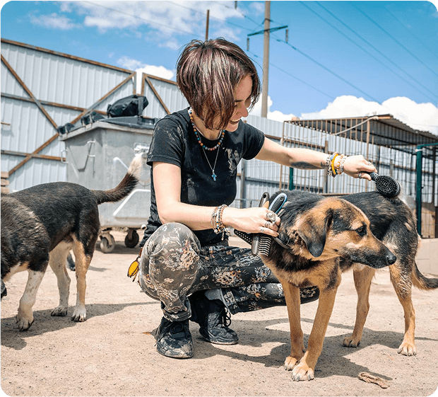 A volunteer grooming a street dog outdoors while a second dog waits nearby