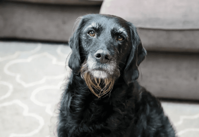 A greying black dog sitting on a patterned rug