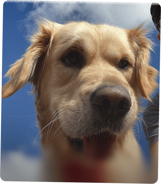 Bridie the golden retriever