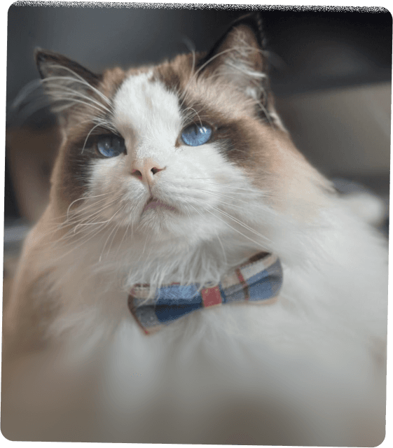 Gary the cat