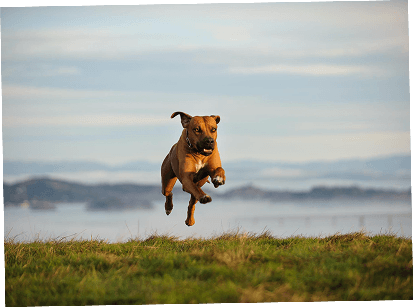 Dog running across a field