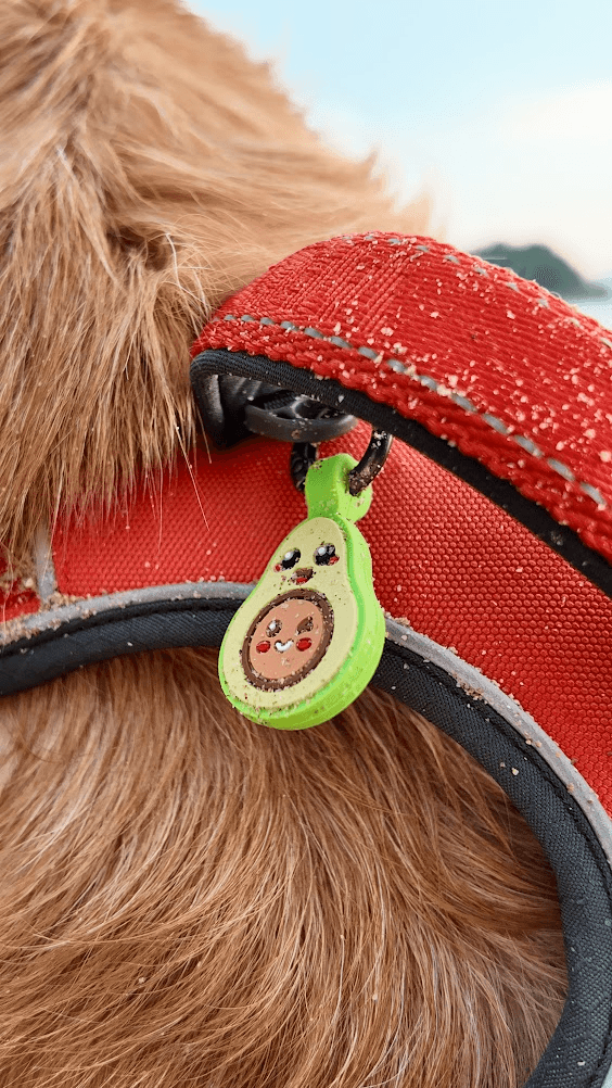 Avocado tag on a sandy collar after the beach