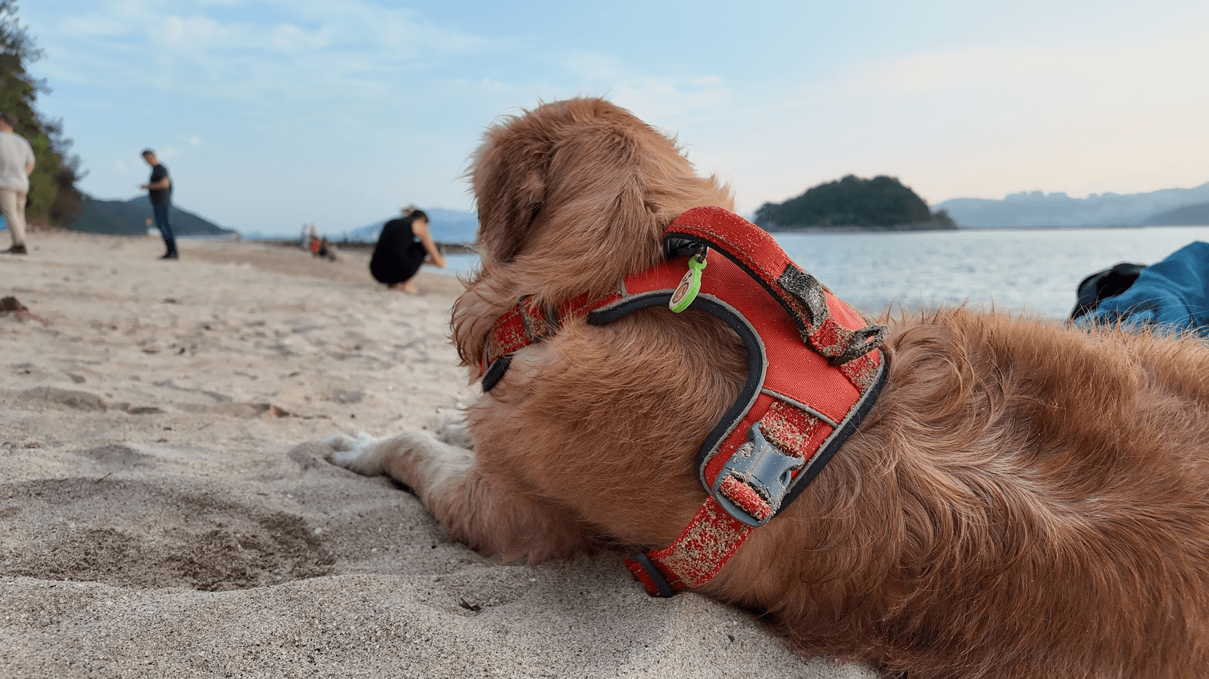 Dog at the beach wearing an ASK A VET tag on its harness