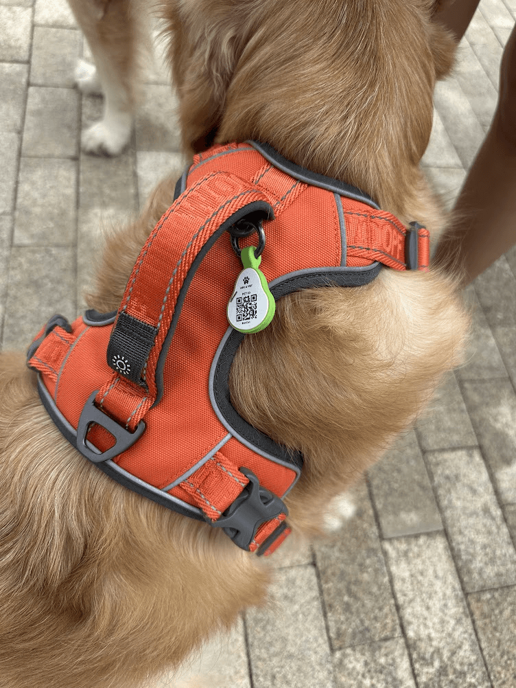 ASK A VET tag attached to a dog harness