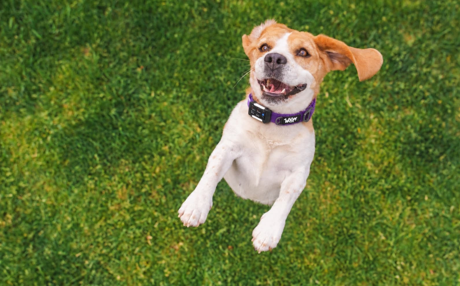 Beagle on the grass wearing the GPS tracker on a purple collar
