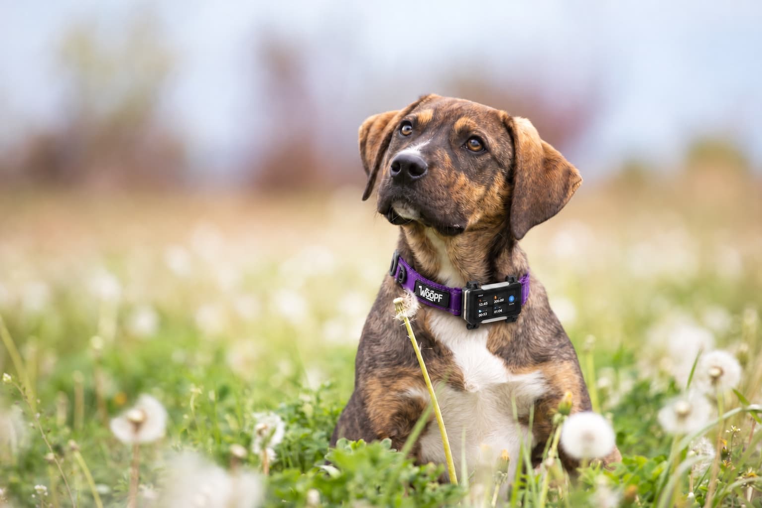 Puppy in a meadow wearing the tracker on a purple collar