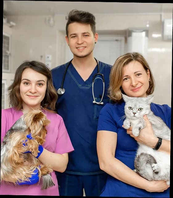 Three veterinary staff in scrubs holding a terrier and a grey cat