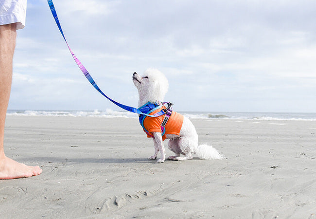 🏖️ 10 Essential Safety Tips for Taking Your Dog to the Beach in 2025 🐾