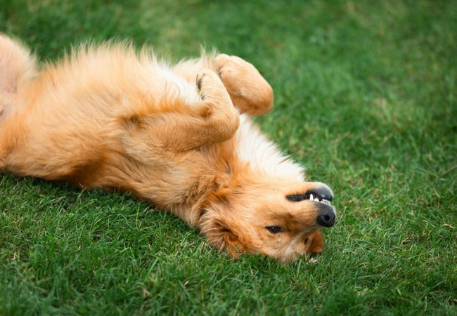 🐾 10 Heartwarming Signs Your Dog Is Truly Part of the Family in 2025 🐶
