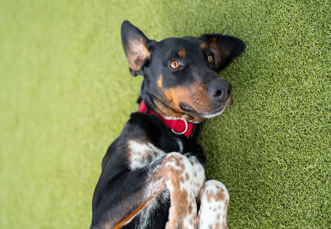 10 Heartwarming Ways to Give Back with Your Pet—Vet-Approved 2025 🐶🩺