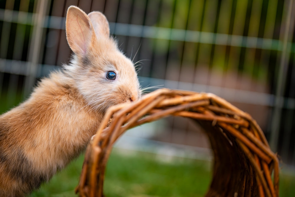 10 Rabbit Enrichment Toys and Accessories: How to Choose Safely