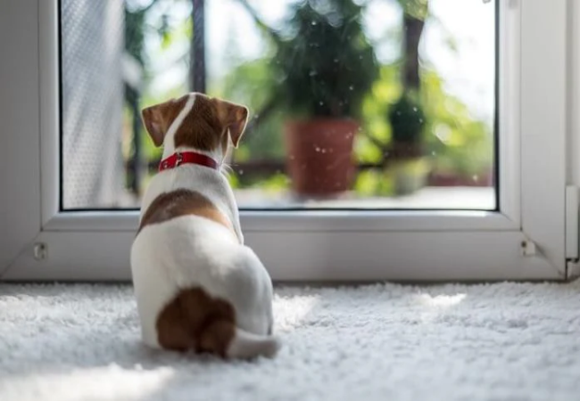 10 Vet Approved Safety Tips for Leaving Your Dog Home Alone 2025 🐾