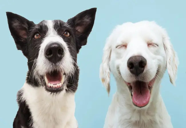 Why Dog Tongues Do That: 2025 Vet’s Weird & Wonderful Facts 😛🐶