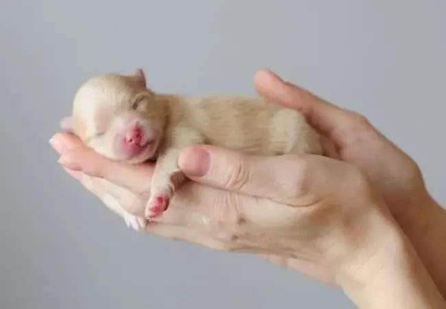 🐶 12 Fascinating Facts About Newborn Puppies Every Pet Parent Should Know in 2025 🍼