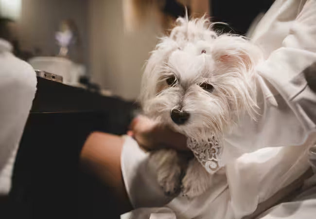 🧴 19 Everyday Beauty Products That Could Harm Your Pet (2025 Edition) 🐶🐱
