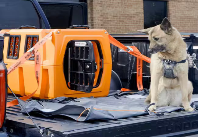 Top 10 Vet-Approved Pet Travel Restraints for Dogs & Cats in 2025 🚗🐾