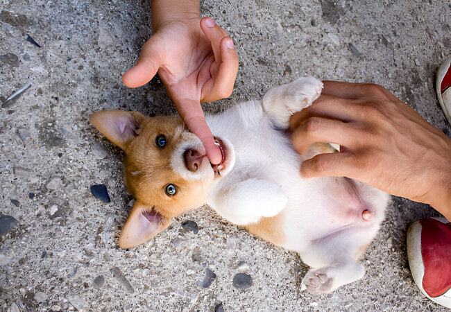 2025 Vet Blueprint: How to Curb Puppy Biting with Bite Inhibition 🦷🐾