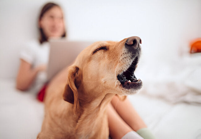 2025 Vet Blueprint: How to Stop Your Dog from Barking 🐶🔇