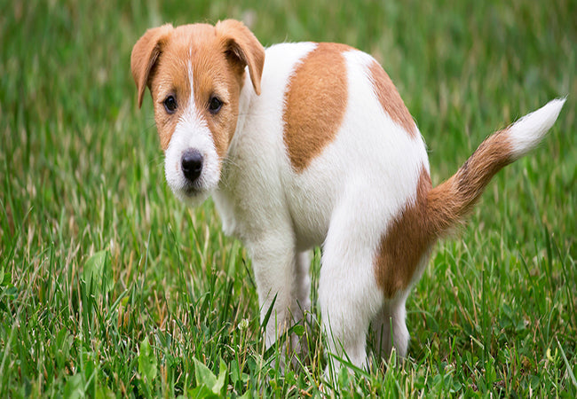 2025 Vet Guide: Bloody Diarrhea in Dogs – Causes, Emergency Steps & Care 🐶❗