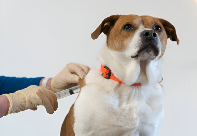 2025 Vet Guide: Bordetella Vaccine for Dogs – Kennel Cough Prevention, Schedule & Safety 🐶💉