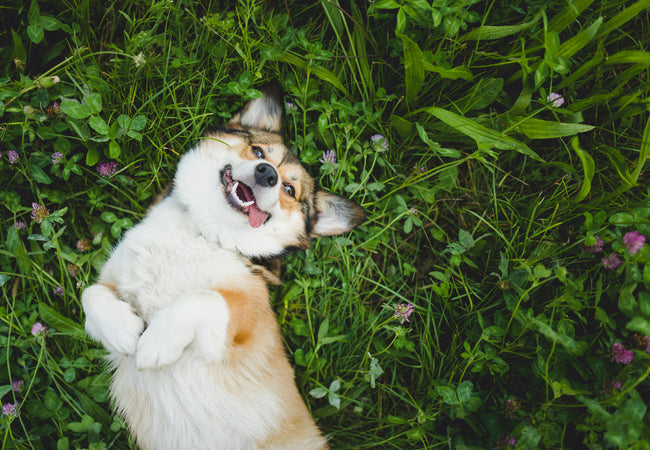 2025 Vet Guide: Can Dogs Be Allergic to Grass? 🐕🌾