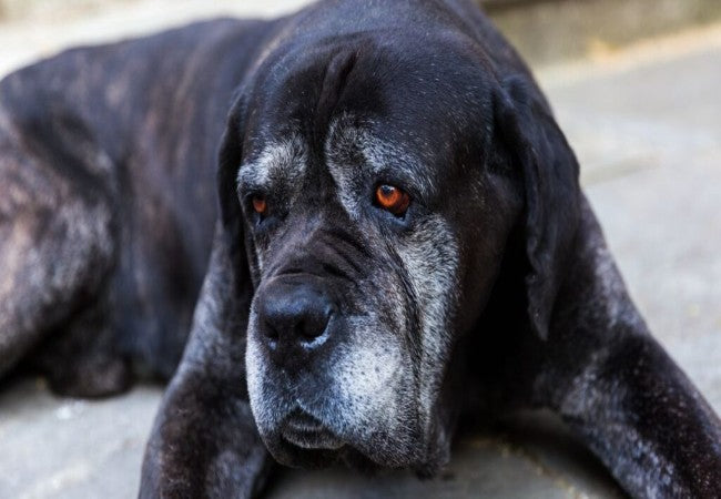 2025 Vet Guide: Canine Thymus Tumor (Thymoma) Diagnosis, Treatment & Hope🐶🧠🩺